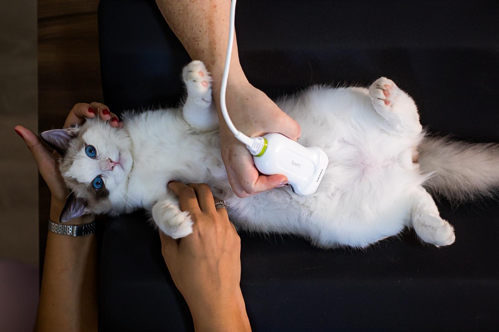 UTI veterinária para gatos